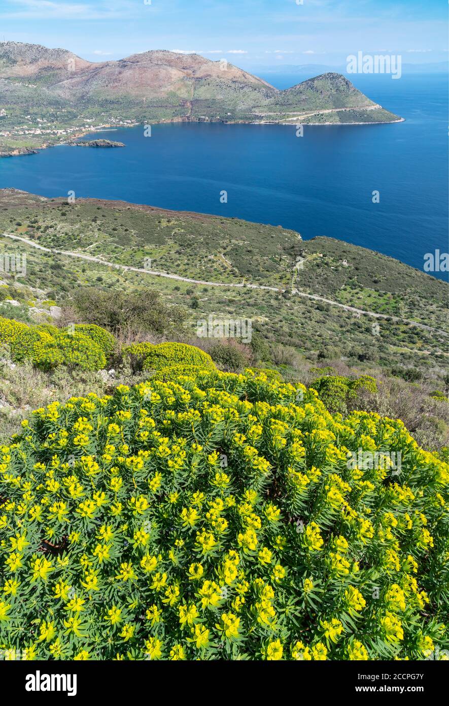 Euphorbia à Springtime, sur la côte est du Mani profond, surplombant la baie et le village de Kotronas, Péloponnèse du Sud, Grèce. Banque D'Images