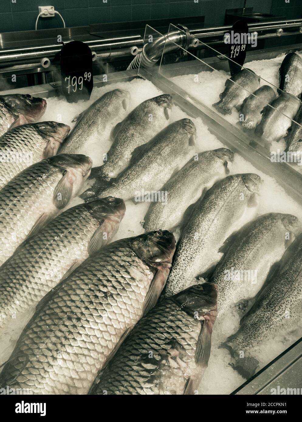 carpe fraîche et truite arc-en-ciel sur le marché aux poissons Banque D'Images