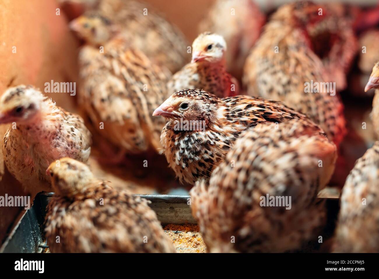 Caille poussins dans une cage sur la ferme. Banque D'Images