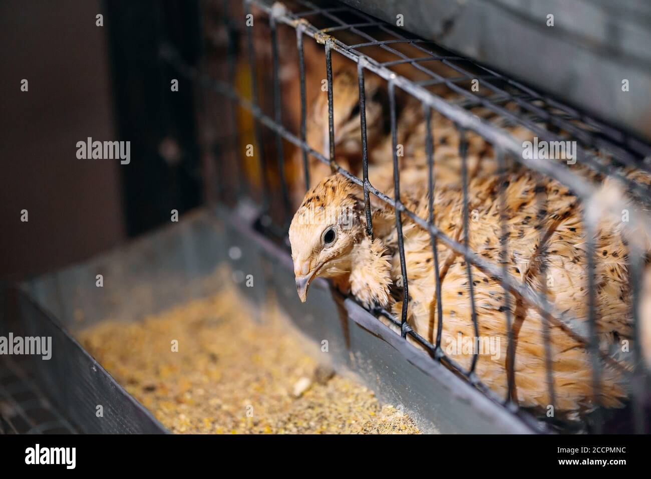 Caille poussins dans une cage sur la ferme. Banque D'Images