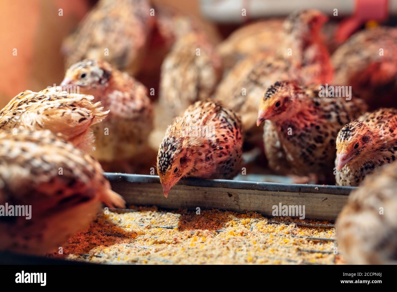 Caille poussins dans une cage sur la ferme. Banque D'Images