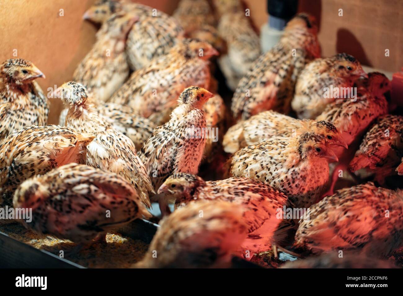 Caille poussins dans une cage sur la ferme. Banque D'Images