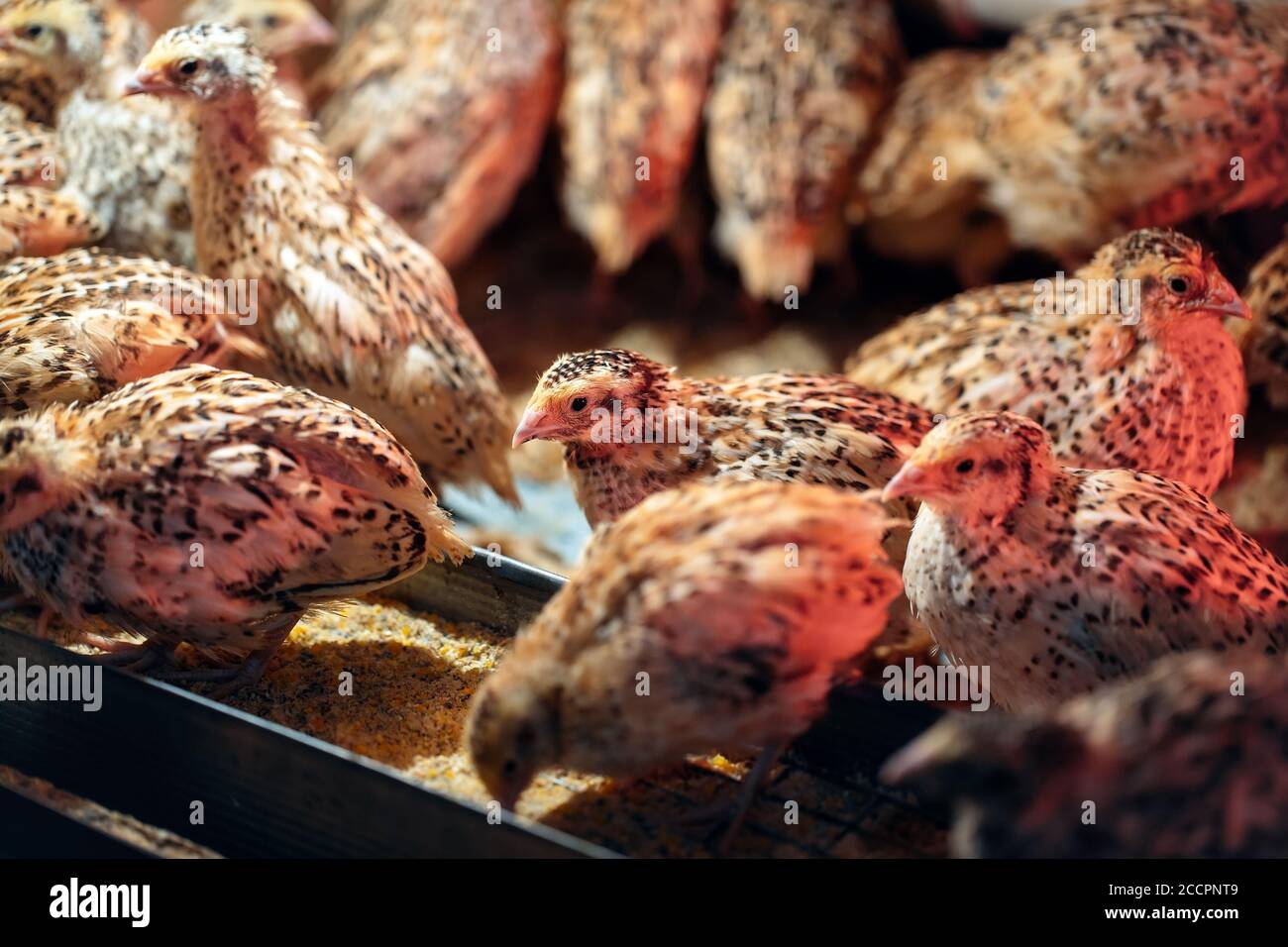 Caille poussins dans une cage sur la ferme. Banque D'Images