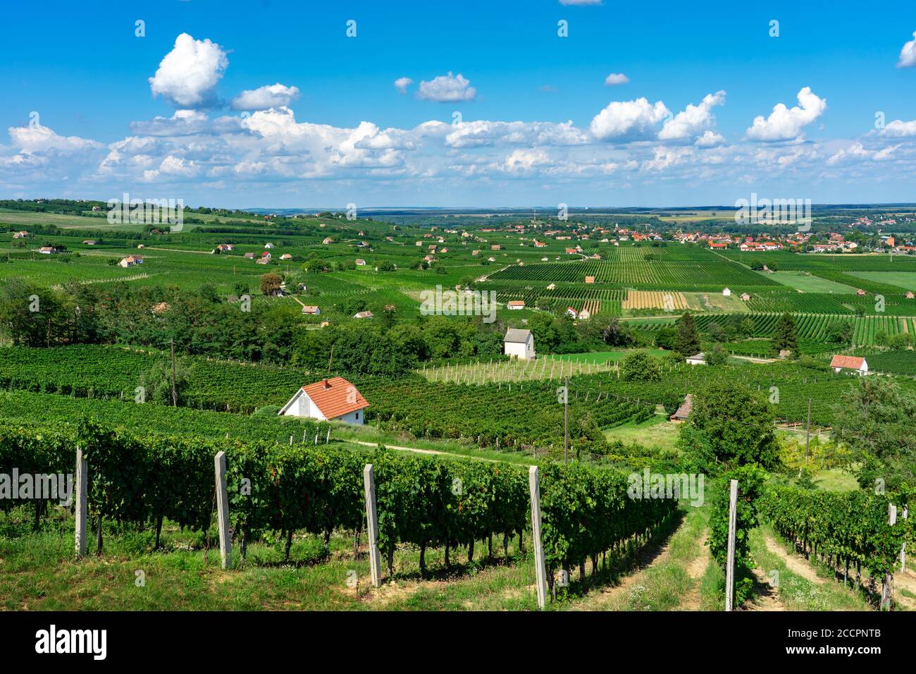 Vue sur les vignobles de Villany à quelques pâtés de maisons de la colline de Szarsomlyo ci-dessus avec des petites maisons Banque D'Images