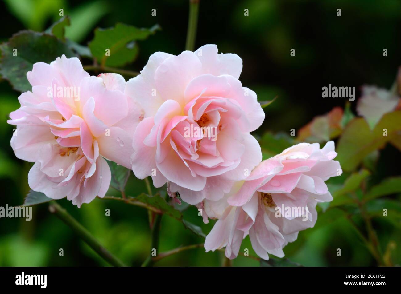 Rosa Felicia hybride rose clair rose musc rose parfumé doux parfumé Banque D'Images