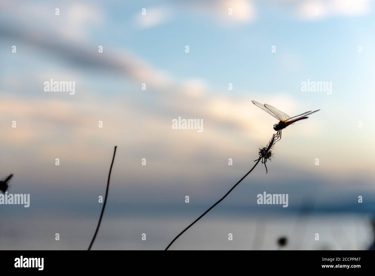 Dragonfly reposant sur une branche au coucher du soleil Banque D'Images