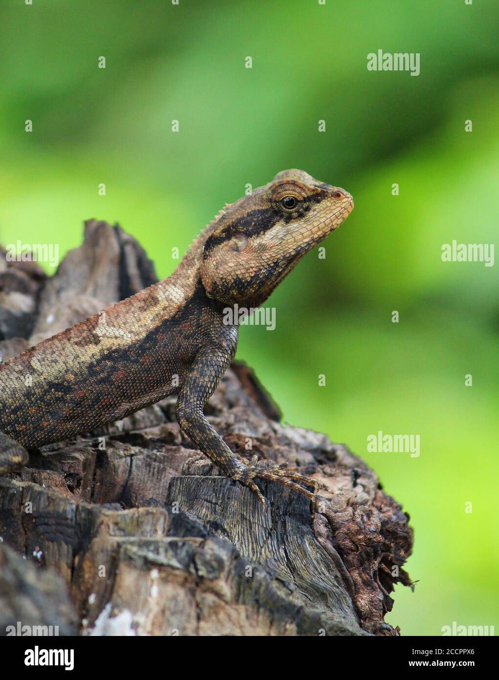 magnifique lézard asiatique de gecko sauvage sur fond vert Banque D'Images
