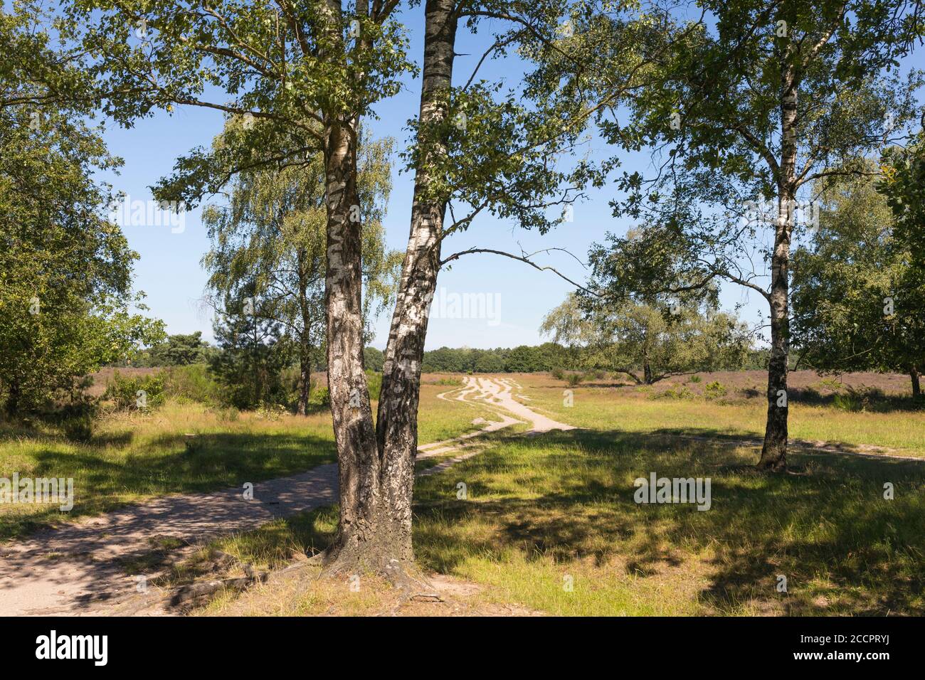 Paysage avec la lande à la réserve naturelle 'Zuiderheide' à Hilversum, pays-Bas Banque D'Images