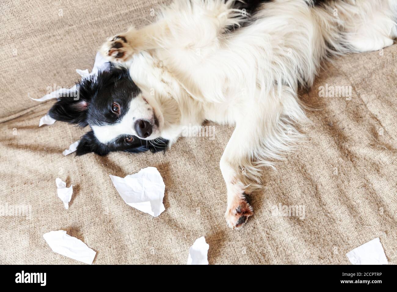 Naughty chien joueur bordure de chien de chiot collie après avoir mal piquant papier toilette couché sur le canapé à la maison. Coupable et détruit la salle de séjour. Abîissez votre chiot et votre maison avec un regard amusant Banque D'Images