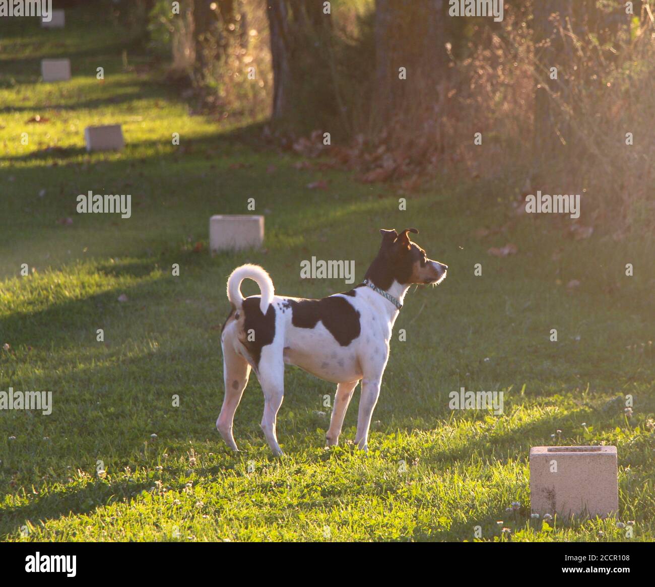 Jack Russell Terrier alerte avec les oreilles piquées et regarder mouvement vers la fin de l'été soir lumière du soleil debout vue latérale sur herbe verte Banque D'Images