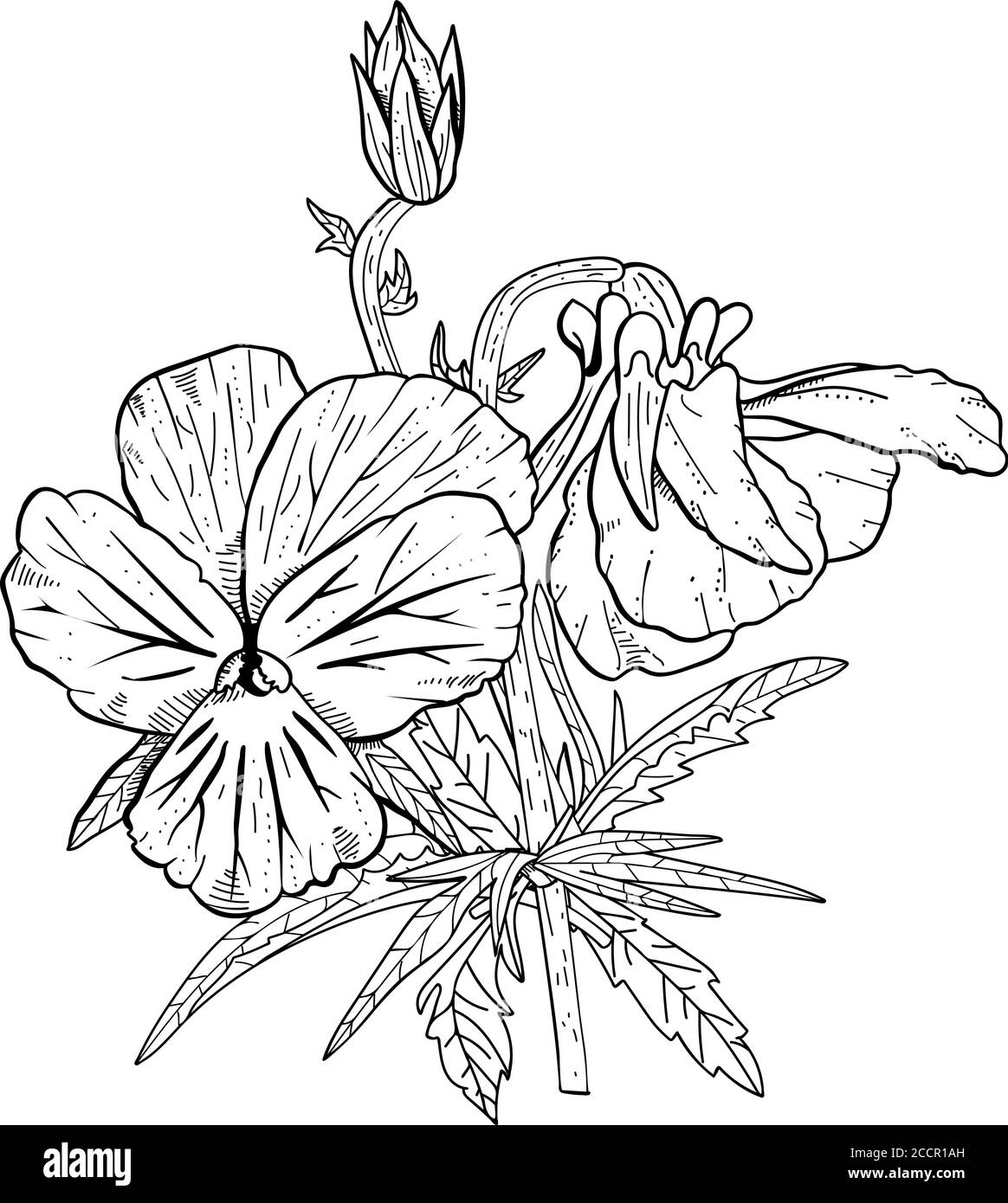 Cliquez sur des fleurs de pansy dessinées à la main. Illustration de Vecteur
