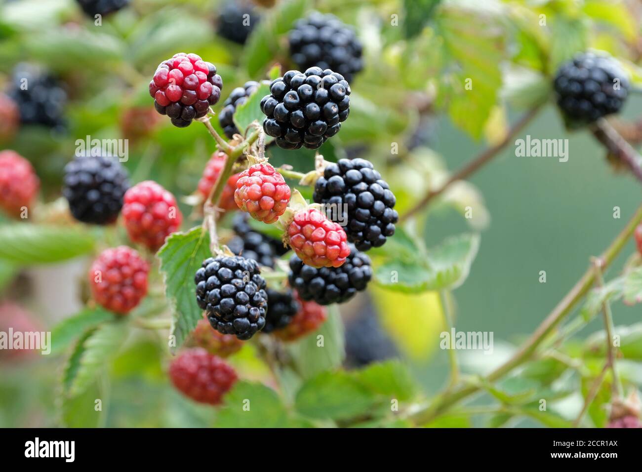 BlackBerry Navaho sans Thornless. Rubus fruticosus 'Navaho'. Fruits mûrs poussant sur une brousse Banque D'Images
