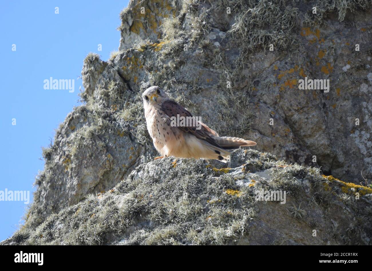 Kestrel perchée sur le rocher regardant la caméra Banque D'Images