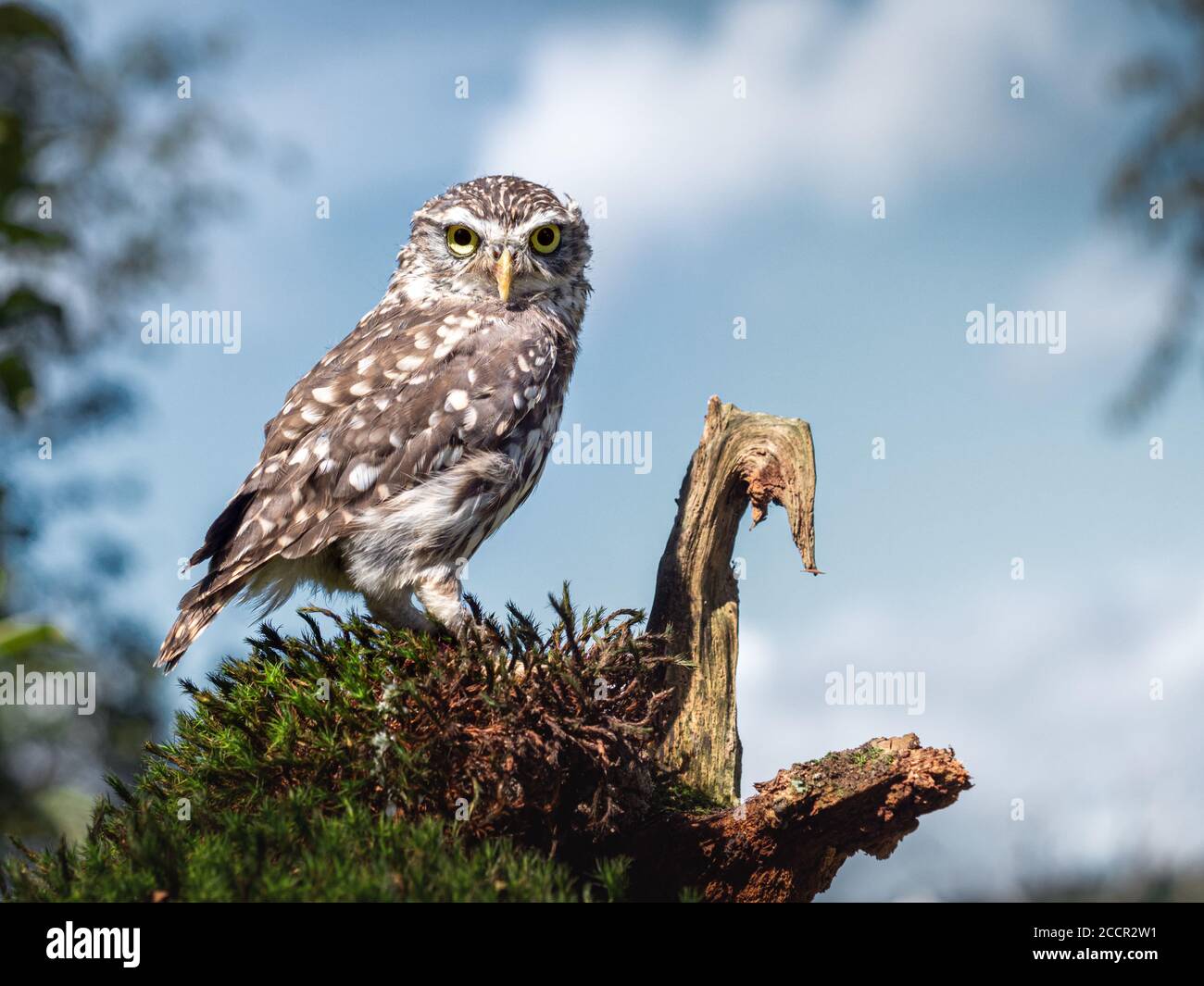 Petit hibou. Athene noctua. Banque D'Images