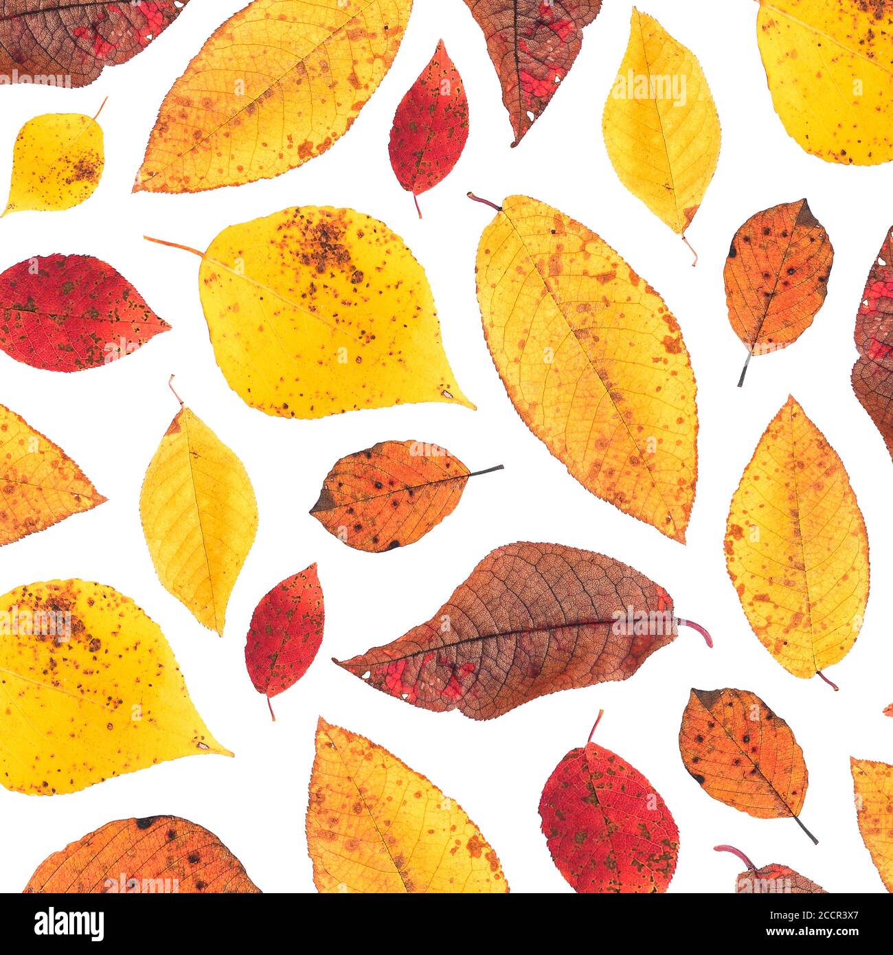 Feuilles d'automne isolées sur fond blanc. Feuilles jaunes et rouges. Arrière-plan de l'automne Banque D'Images