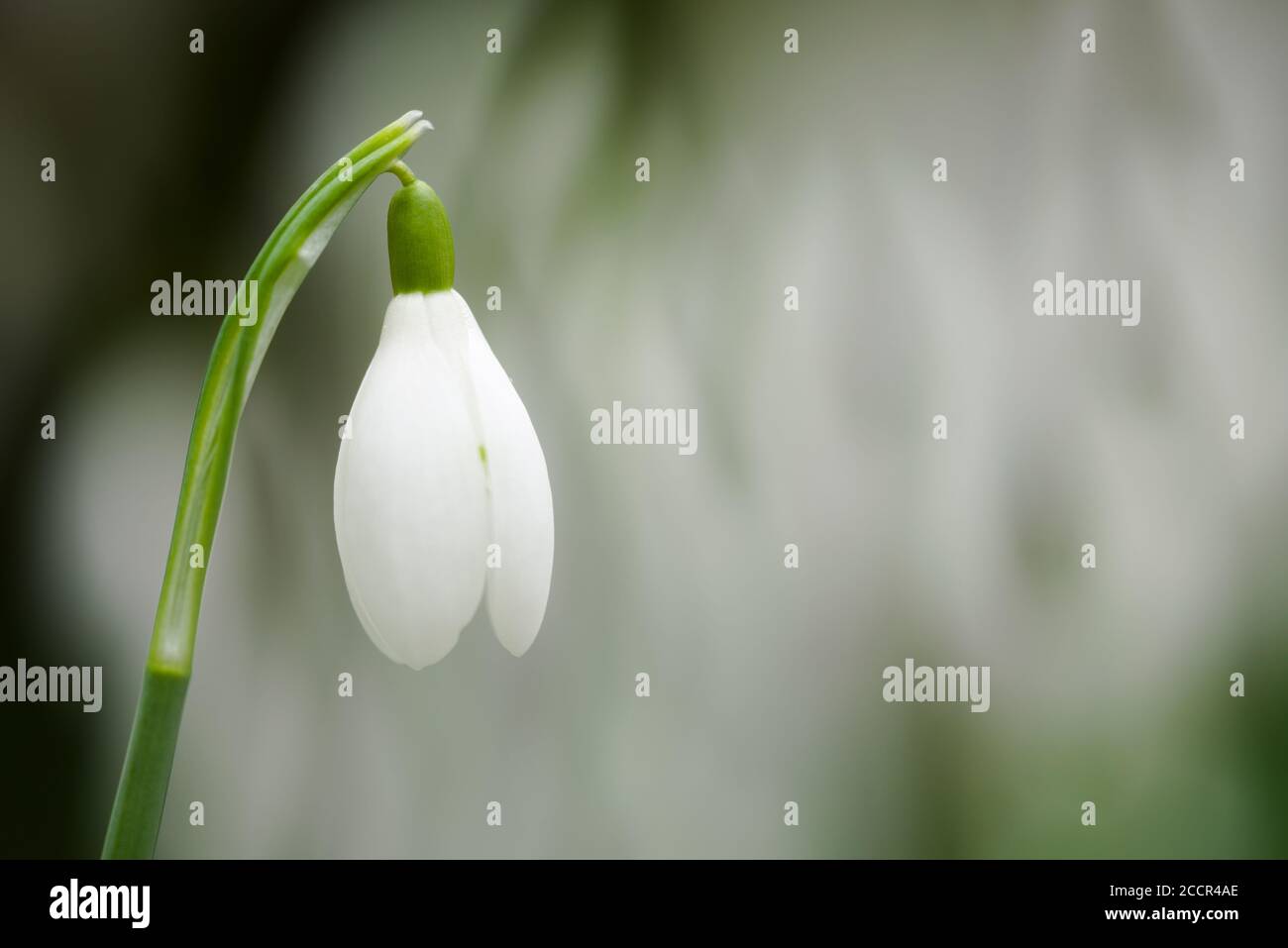 Un gros plan d'une seule Snowdrop commun (Galanthus nivalis) en fleur avec un fond de Snowdrop dans une forêt anglaise en hiver. Banque D'Images