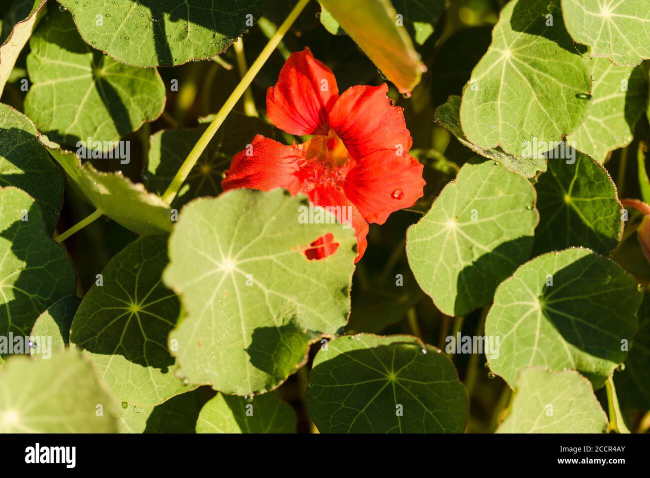 Red Naturtium Bloom peeking dehors dans le jardin arrière Banque D'Images