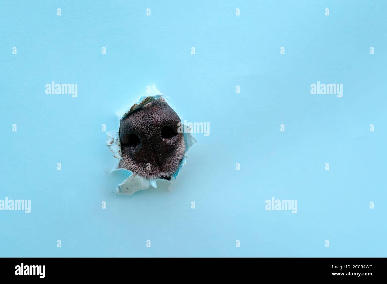 Nez dans un trou Banque de photographies et d’images à haute résolution Alamy