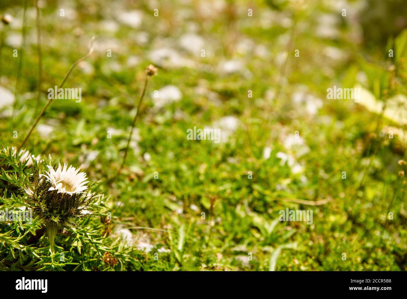 Fleurs alpines dans un champ sauvage suisse, Suisse Banque D'Images