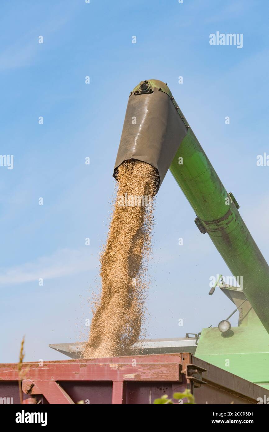 Déchargement du blé récolté de la trémie à grains de la moissonneuse-batteuse Deutz-Fahr dans une remorque d'attente. Grain sortant du tuyau latéral étendu. Voir Ajouter DES NOTES Banque D'Images