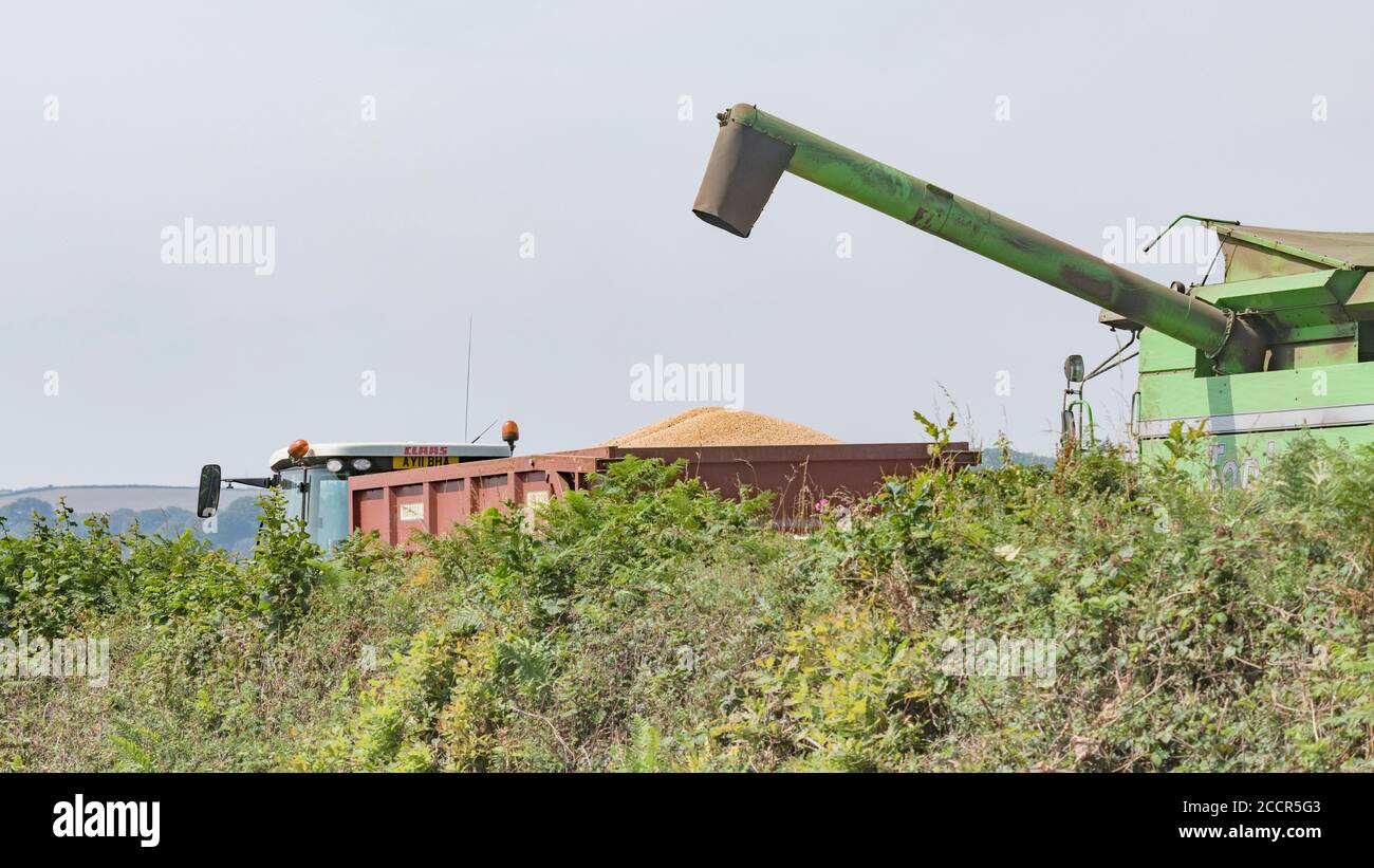 Déchargement du blé récolté de la trémie à grains de la moissonneuse-batteuse Deutz-Fahr dans une remorque d'attente. Grain sortant du tuyau latéral étendu. Blé britannique. Banque D'Images