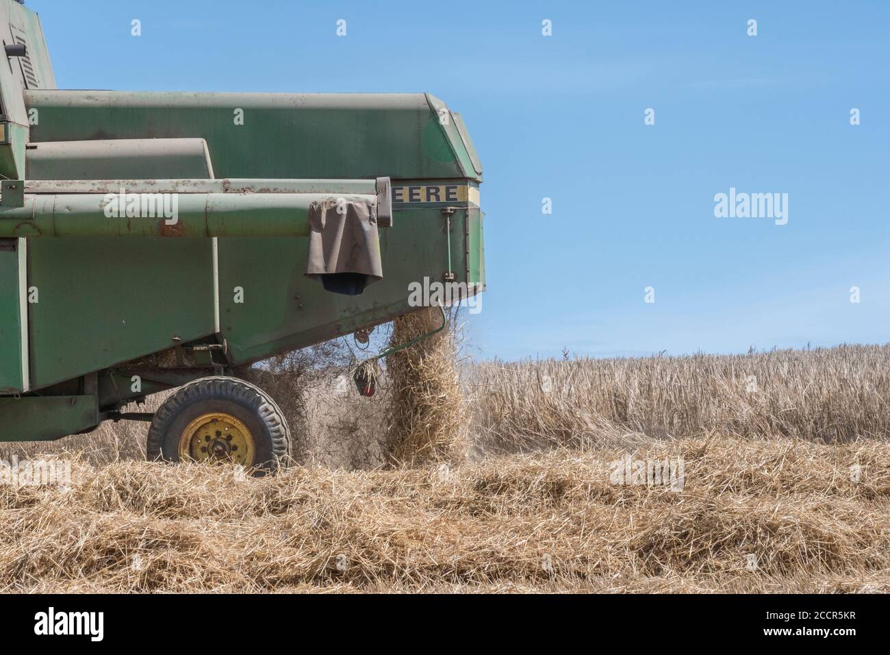 Arrière de la moissonneuse-batteuse John Deere coupant la récolte de blé. Trémie à grain, tuyau latéral et secoueurs visibles. Pour la récolte de blé du Royaume-Uni 2020. Banque D'Images