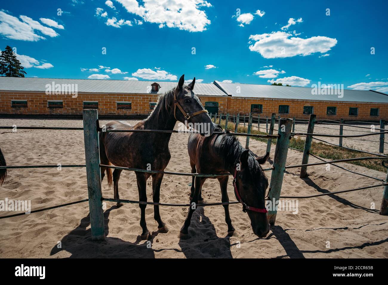 Jeunes chevaux pur-sang à la ferme corral Banque D'Images