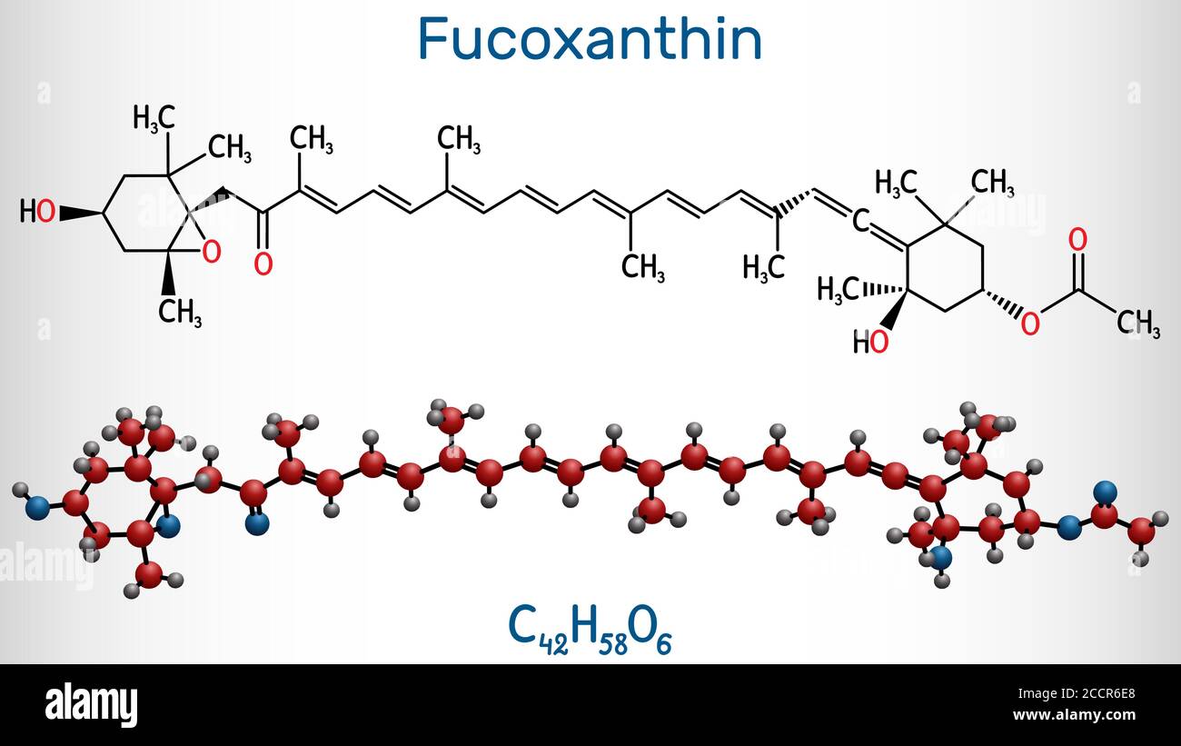 Fucoxanthine, C42H58O6, molécule de xanthophylle. Il a des propriétés anticancéreuses, antidiabétiques, anti-oxydatives, neuroprotectrices. Formule chimique structurelle Illustration de Vecteur