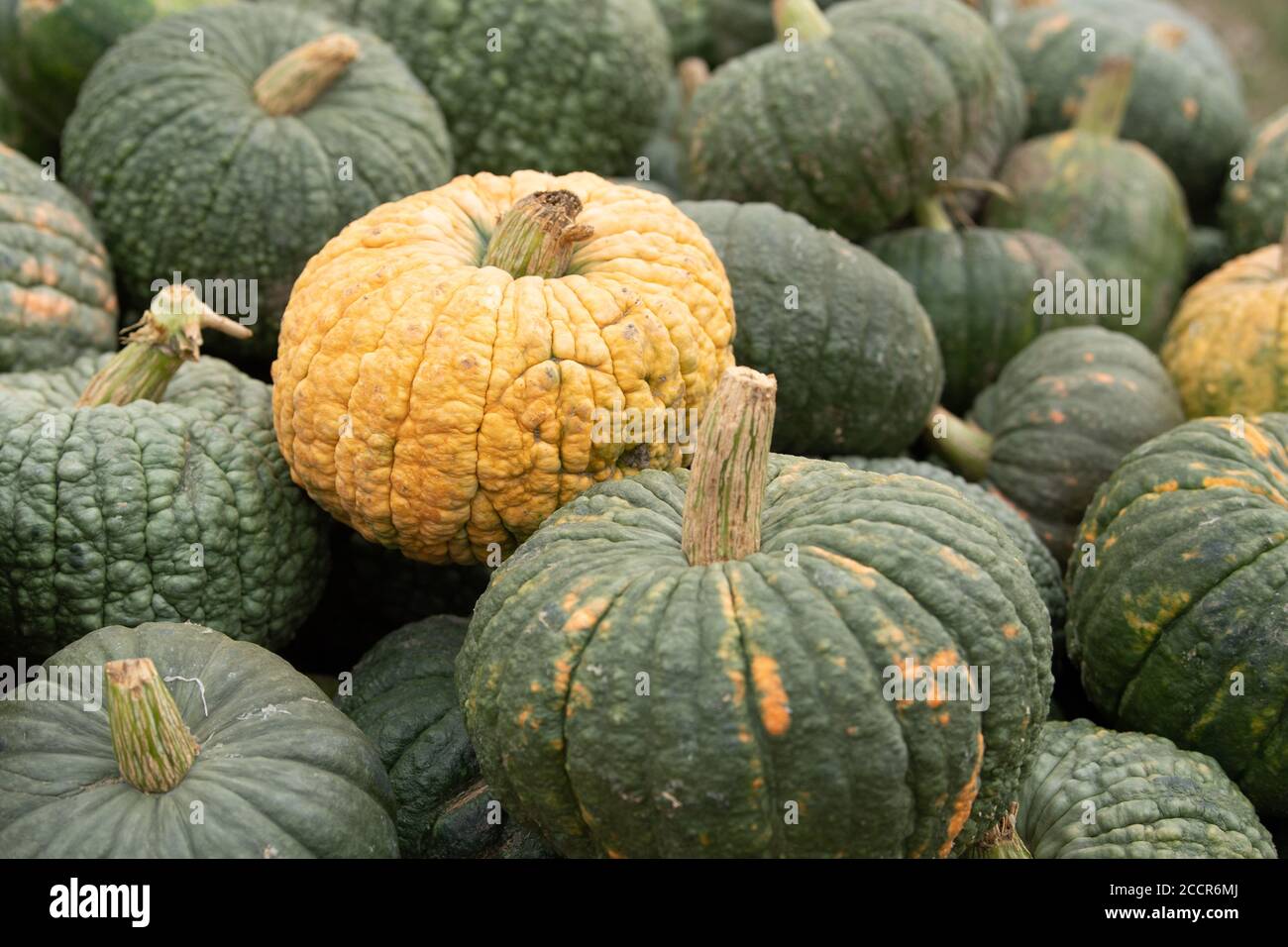 Moritzburg, Allemagne. 24 août 2020. Les citrouilles se trouvent l'une sur l'autre à un point de vente. Credit: Sebastian Kahnert/dpa-Zentralbild/ZB/dpa/Alay Live News Banque D'Images