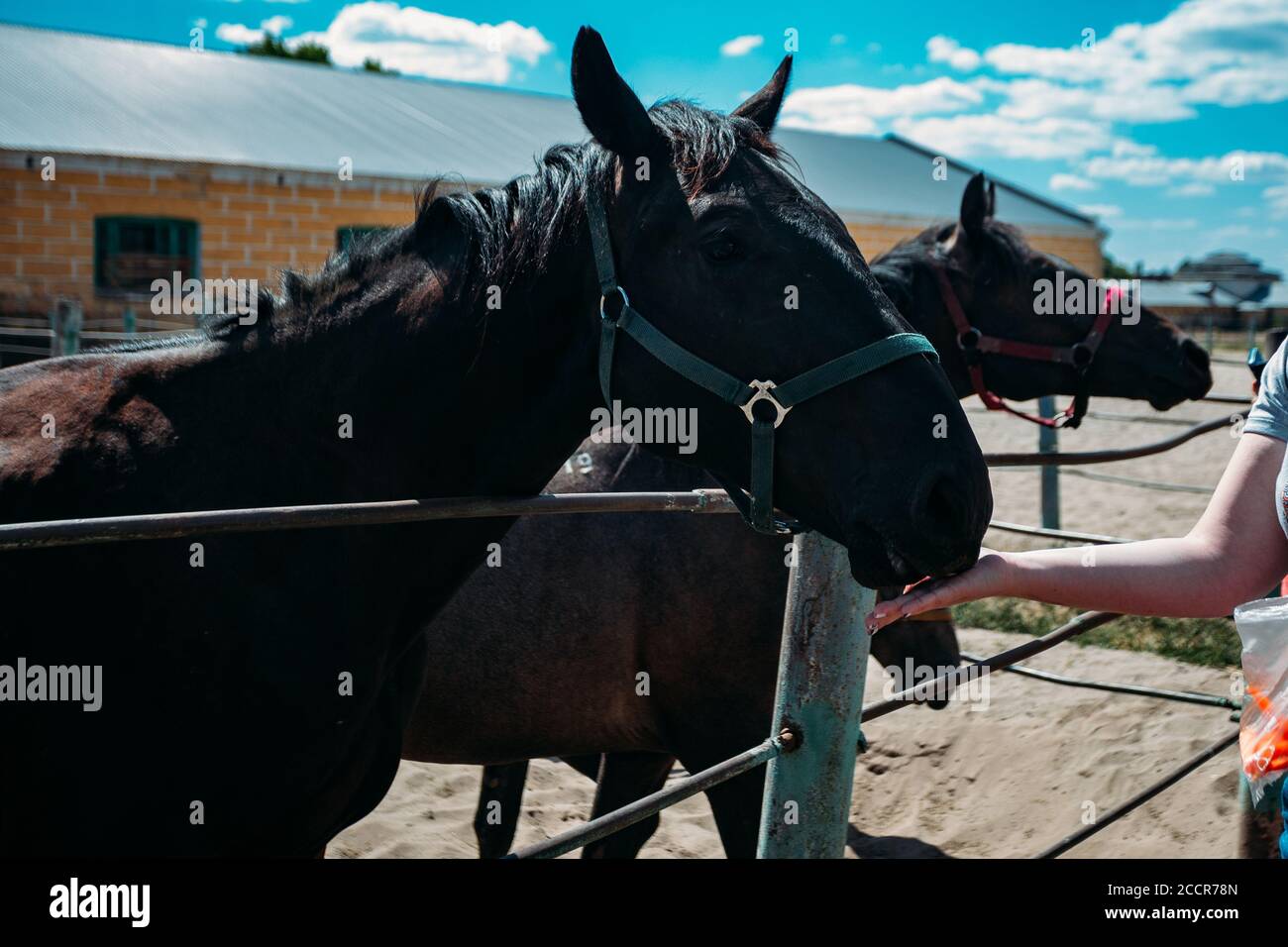 La fille nourrit un cheval avec les mains dans la ferme Banque D'Images