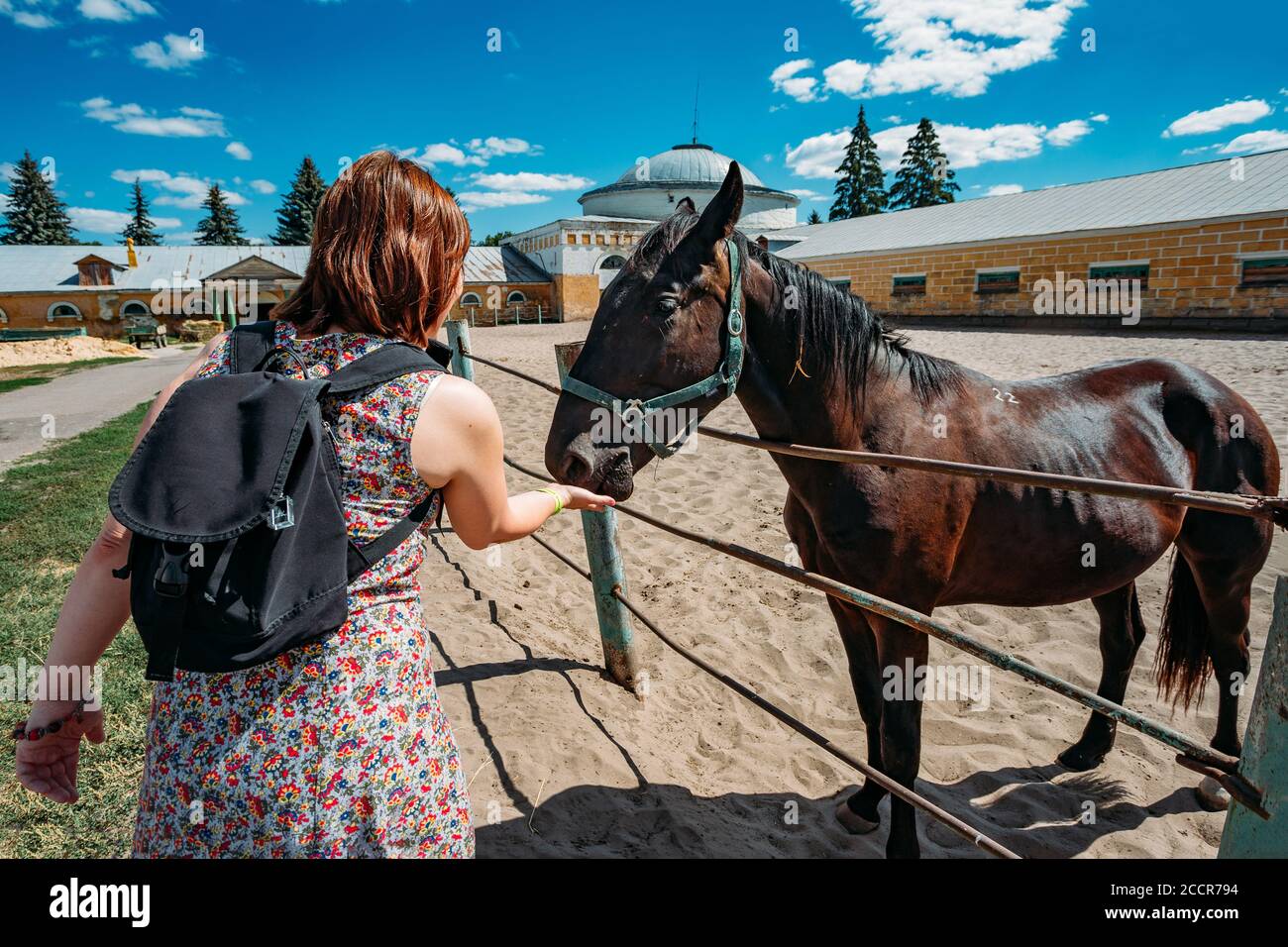 La fille nourrit un cheval avec les mains dans la ferme Banque D'Images