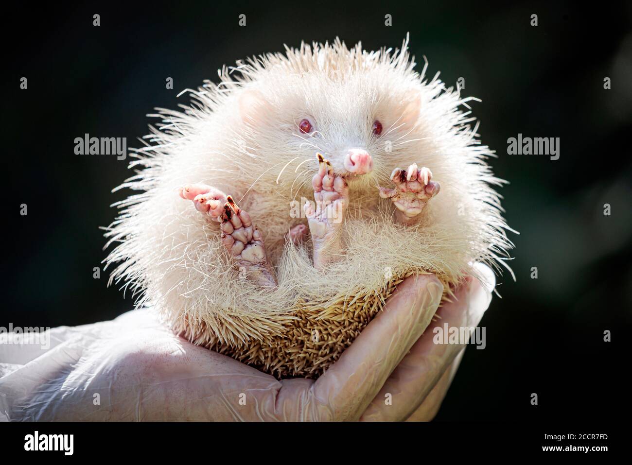 Jack Frost, un hérisson albino très rare, qui a été sauvé par Prickly Pigs Hedgehog Rescue à Otley, West Yorkshire. Banque D'Images