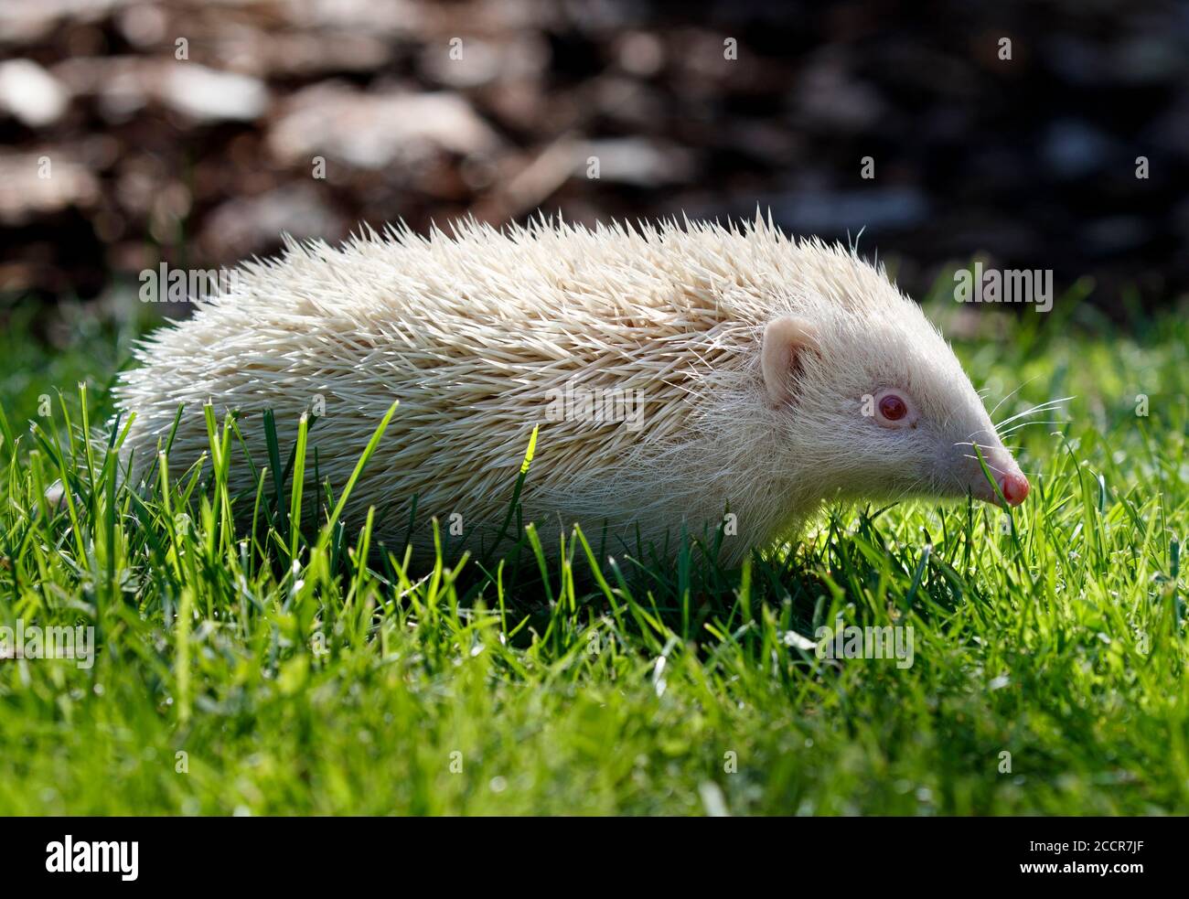 Jack Frost, un hérisson albino très rare, qui a été sauvé par Prickly ...