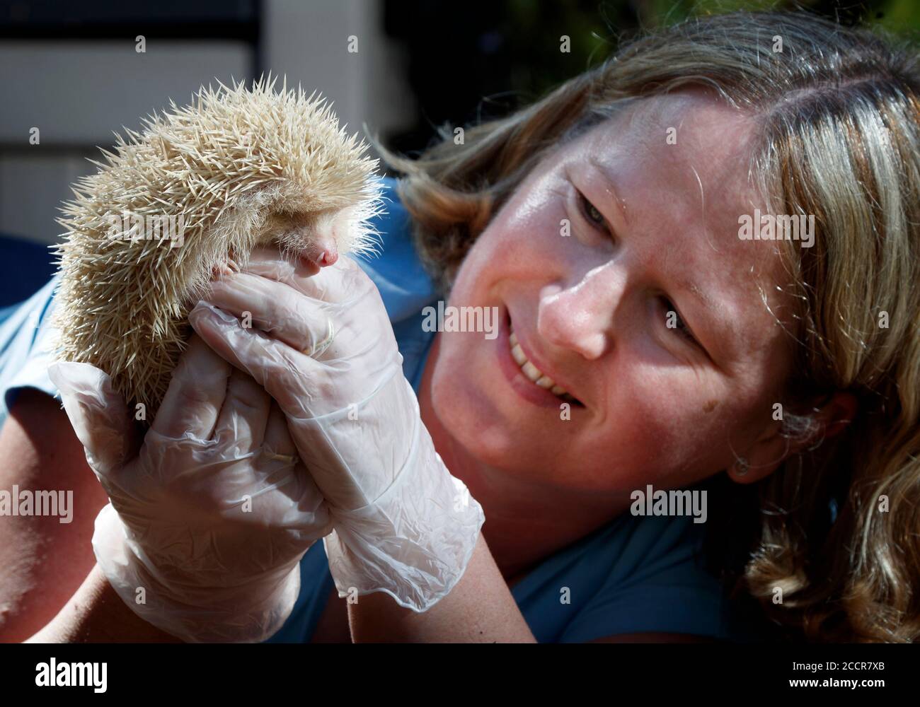 Hérisson albinos Banque de photographies et d’images à haute résolution ...
