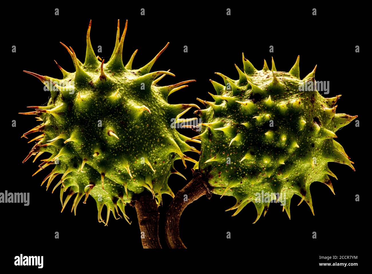 Cas de graines d'Aesculus hippocastanum, un grand arbre décidue, synoïque, communément connu sous le nom de châtaigne de cheval ou arbre conker. Banque D'Images