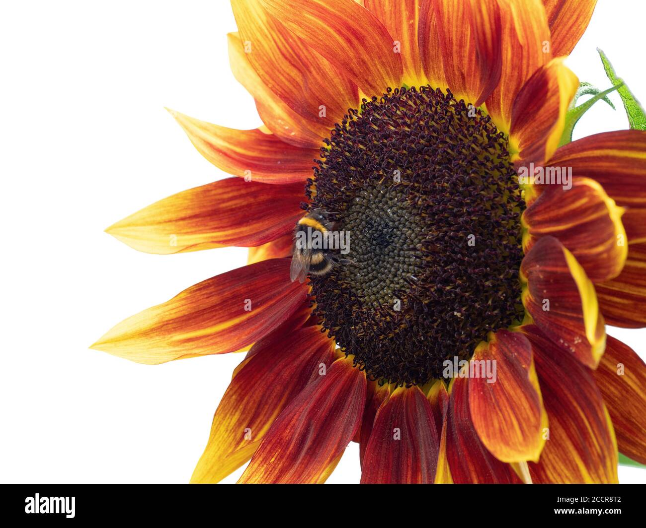 Gros plan de Bombus terrestris, Buff Bumblebee de queue dans la fleur rouge de tournesol. Banque D'Images