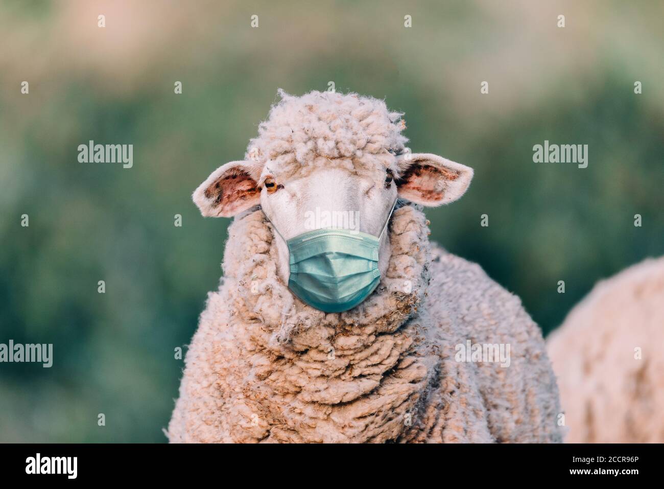 mouton avec masque médical dans le champ Banque D'Images