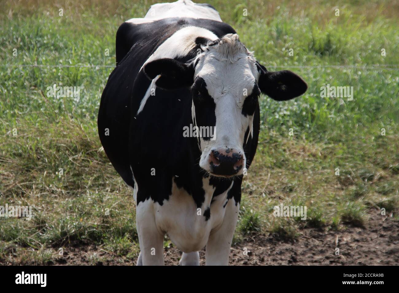 Vaches noires et blanches et rouges et blanches dans un pâturage de la Holstein La race de la Frise aux pays-Bas pendant l'été Banque D'Images