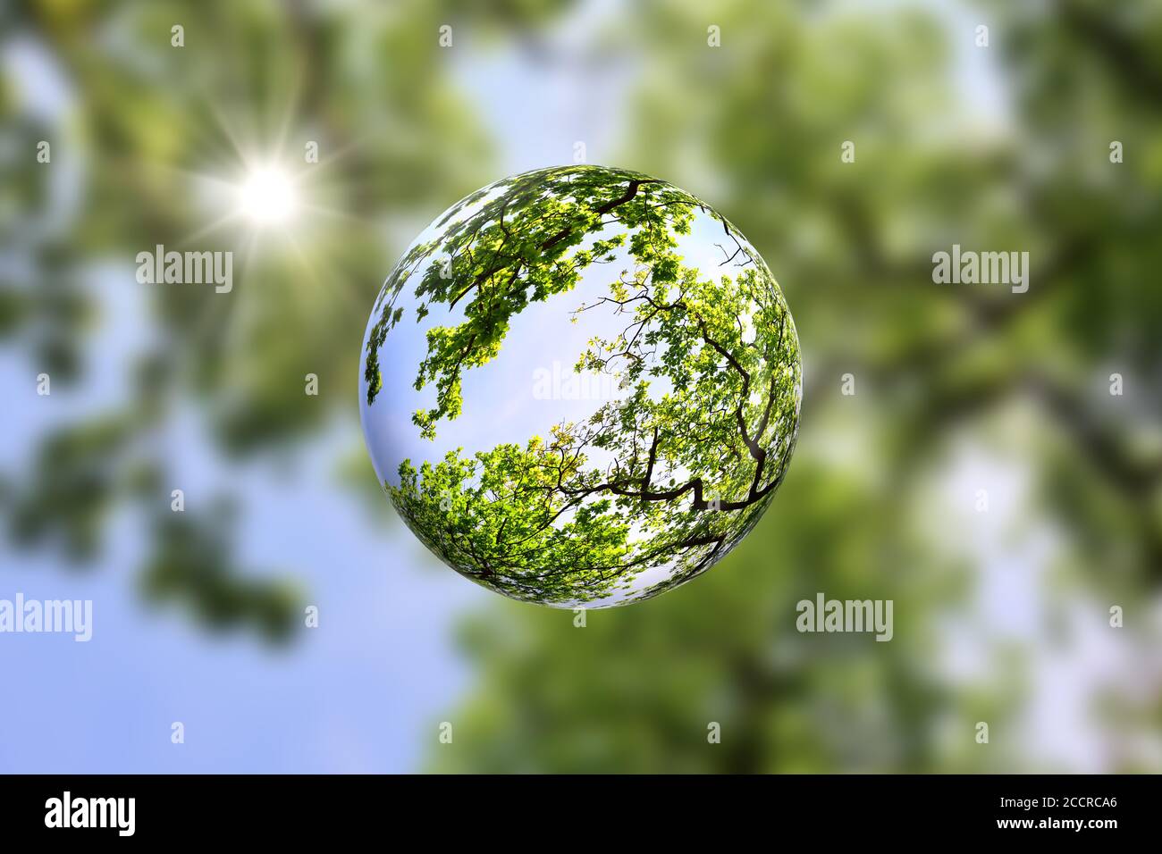 Couvert d'arbres à l'intérieur d'une boule de verre avec le soleil qui brille à travers le feuillage vert. Optez pour le concept écologique et professionnel de la nature avec espace de copie. Banque D'Images