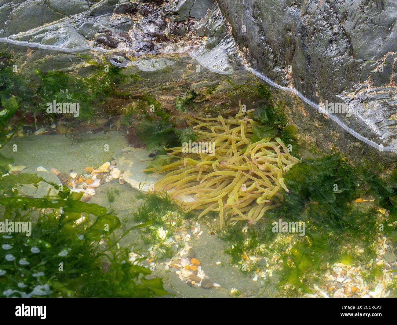 Anemone de mer de Snakelocks à rockpool, au nord du Devon. Banque D'Images