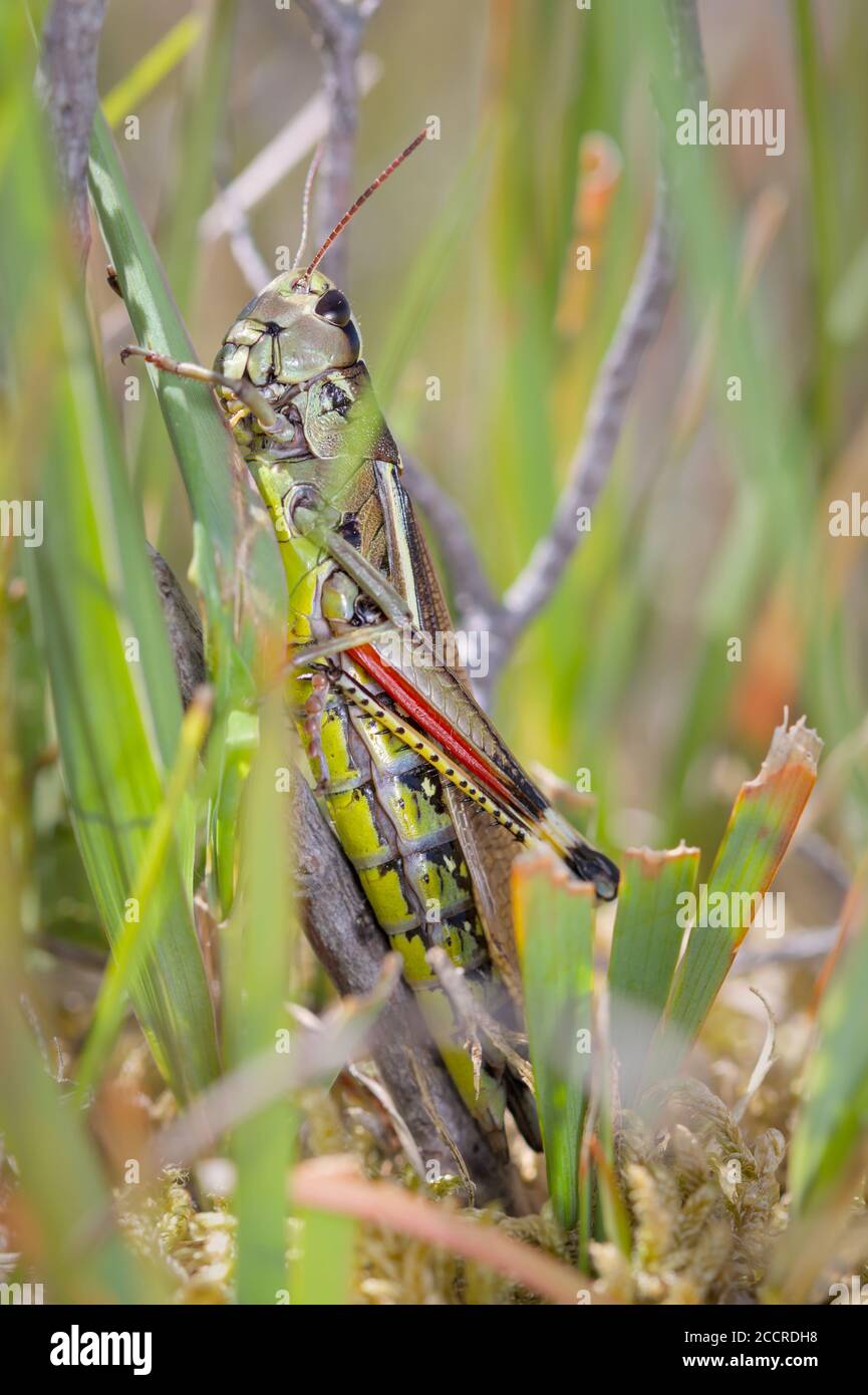 Macro profil latéral prise de vue d'UN grand marais rare, Stethophyma grossum, tenant sur UNE tige d'herbe. ROYAUME-UNI Banque D'Images
