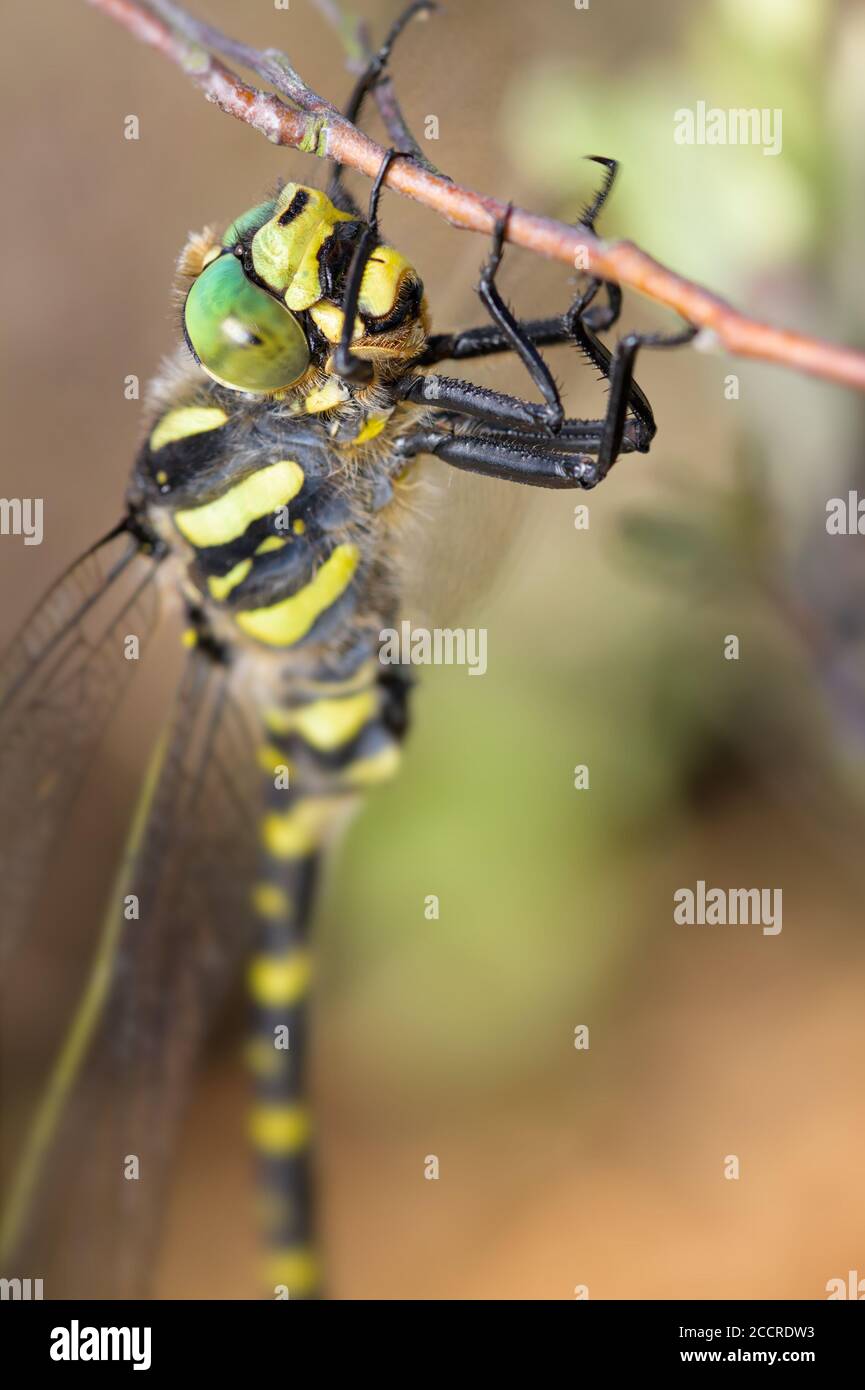 Macro Head Shot d'UNE libellule dorée à anneaux, Cordulegaster boltonii, suspendu sur UNE branche avec ses pattes avant. ROYAUME-UNI Banque D'Images