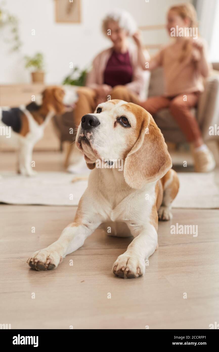 Portrait vertical à tons chauds d'un chien de beagle senior allongé étage avec famille heureuse en arrière-plan Banque D'Images