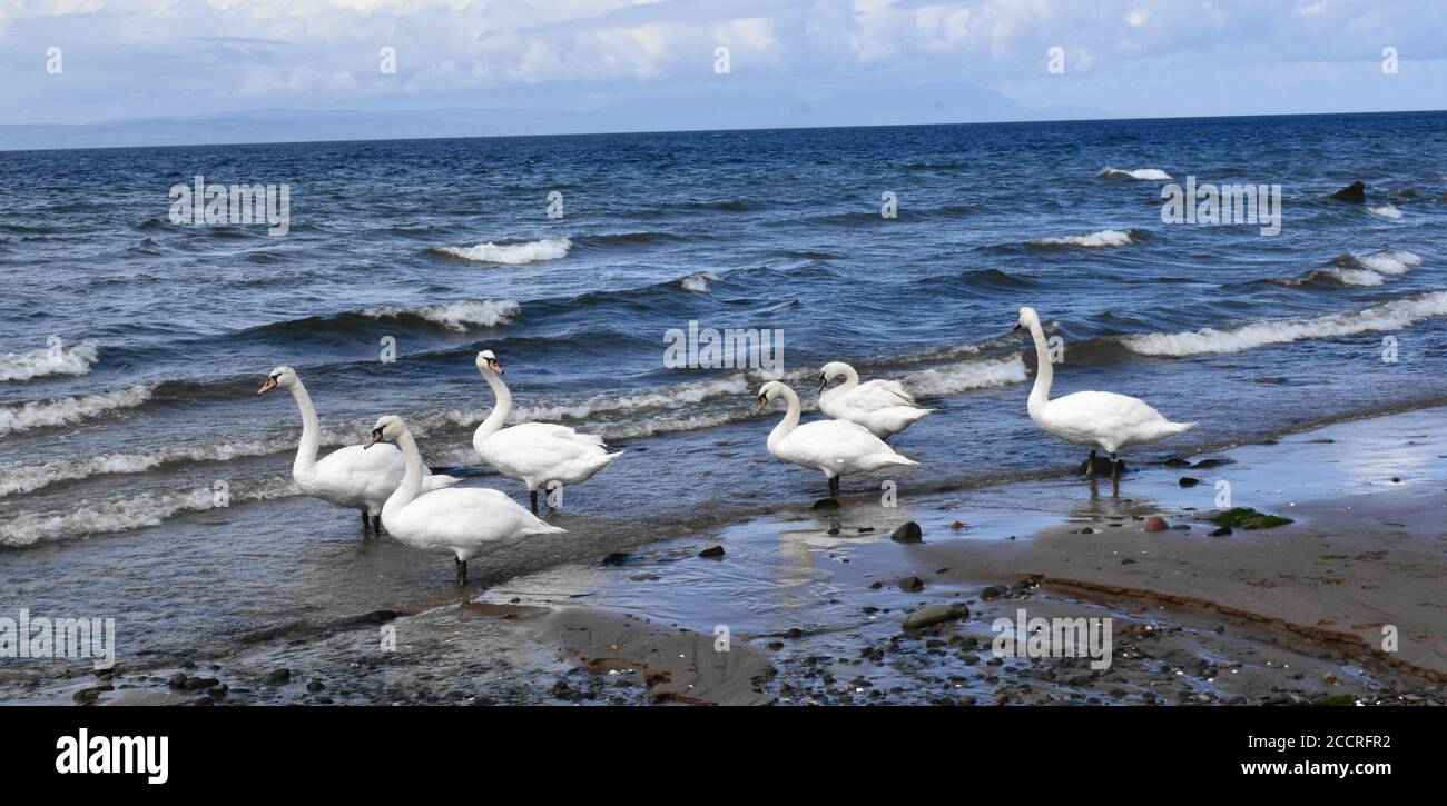 Un groupe de cygnes blancs enneigés se redirigeant dans la mer bâclée. Banque D'Images Un groupe de cygnes blancs enneigés se redirigeant dans la mer bâclée. Banque D'Images
