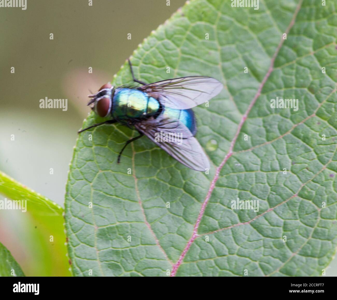 Le CALLIPHORIDAE ou des mouches de coup Banque D'Images