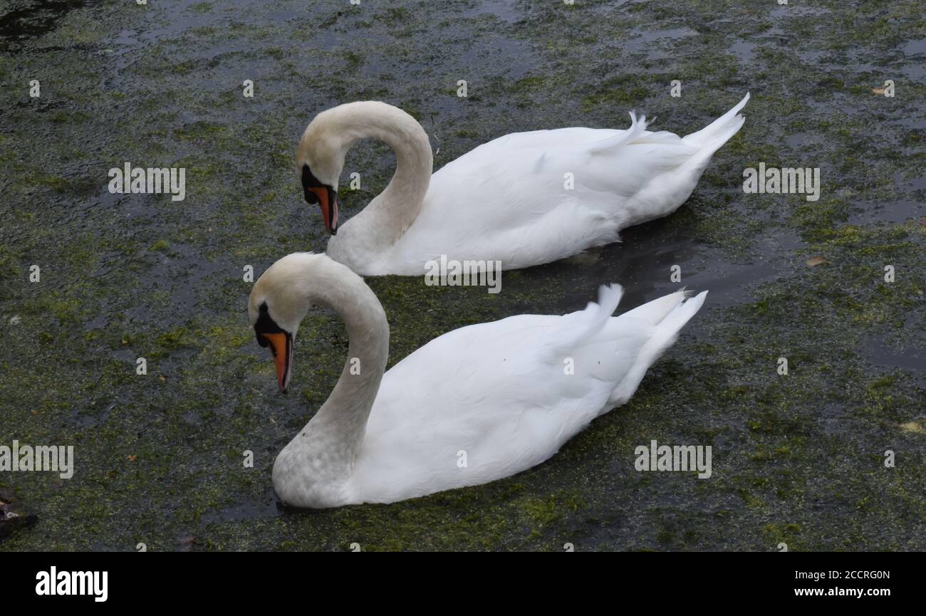 Deux cygnes se reflétant sur un petit étang. Banque D'Images Deux cygnes se reflétant sur un petit étang. Banque D'Images