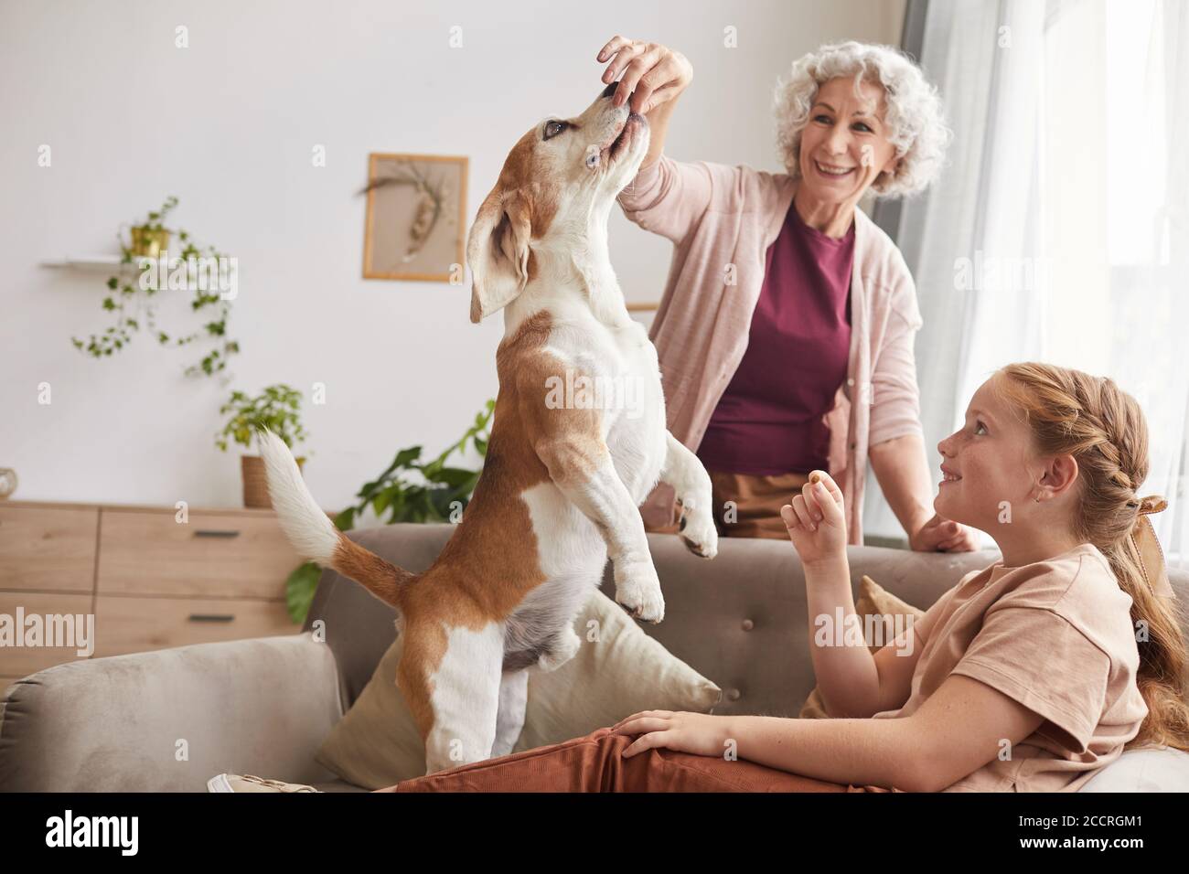 Portrait ton chaud d'une famille heureuse jouant avec un beagle actif saut en crabe pour des gâteries à l'intérieur de la maison Banque D'Images