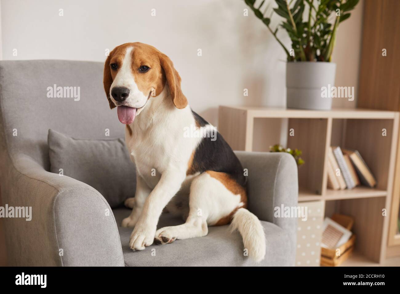 Portrait de chien de beagle tricolore, tons chauds, assis dans un fauteuil confortable d'intérieur moderne, espace pour le photocopie Banque D'Images
