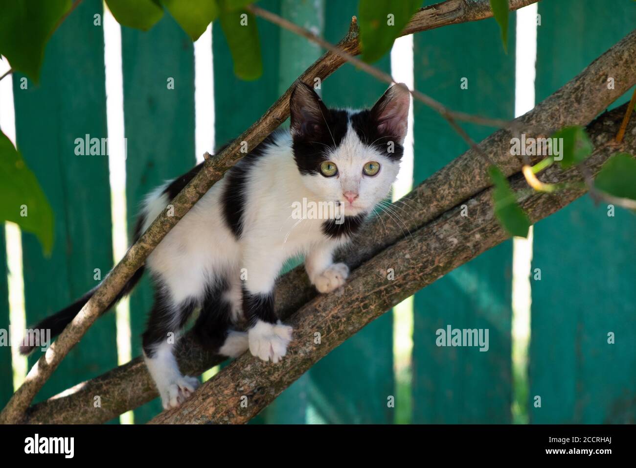 chaton noir et blanc assis sur une branche, l'animal est joué à l'extérieur. Banque D'Images
