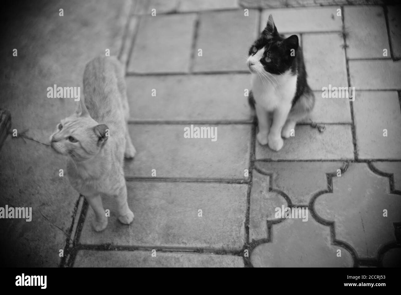 Les chats adorables marchent dans le jardin d'été. PHOTO BW. Banque D'Images